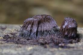 Attēlu rezultāti vaicājumam “Stemonitis fusca var. nigrescens”