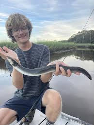 Image result for Anguilla rostrata