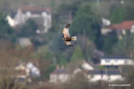 Image result for Ledbury & District Harriers