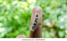 Attēlu rezultāti vaicājumam “Moma alpium”