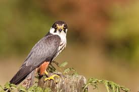 Image result for Ukc Falcons