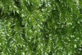 Attēlu rezultāti vaicājumam “Pseudotaxiphyllum elegans”