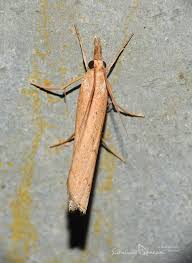 Attēlu rezultāti vaicājumam “Pediasia contaminella”