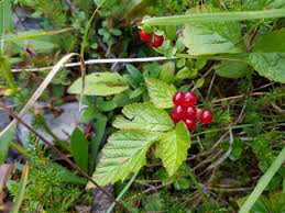 Attēlu rezultāti vaicājumam “Rubus saxatilis”