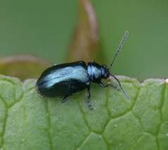 Attēlu rezultāti vaicājumam “Altica sp.”