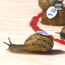 Image result for World Snail Racing Championships