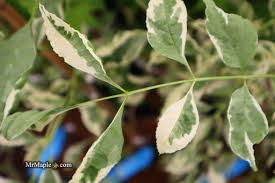 Attēlu rezultāti vaicājumam “Fraxinus pennsylvanica”