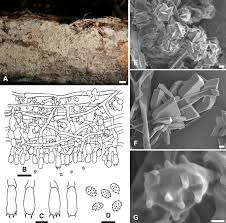 Attēlu rezultāti vaicājumam “Trechispora mollusca”
