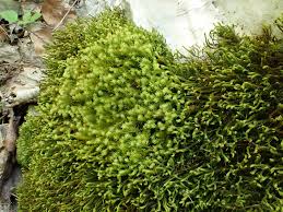 Attēlu rezultāti vaicājumam “Anomodon viticulosus”