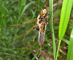 Attēlu rezultāti vaicājumam “Tettigoniodea exuvia”