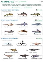 Attēlu rezultāti vaicājumam “Chimabachidae”