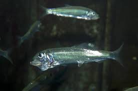 Image result for Clupea harengus
