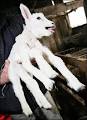 Mutant Lambs urge support to Save Jill