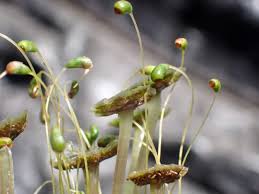 Attēlu rezultāti vaicājumam “Funaria hygrometrica”