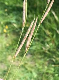 Attēlu rezultāti vaicājumam “Brachypodium pinnatum”