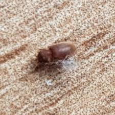 Attēlu rezultāti vaicājumam “Anobiidae”