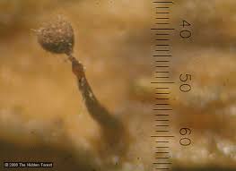 Attēlu rezultāti vaicājumam “Clastodermataceae”