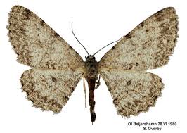 Attēlu rezultāti vaicājumam “Hypomecis punctinalis”