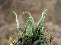 Attēlu rezultāti vaicājumam “Cladonia coniocraea”