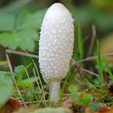 Image result for coprinus