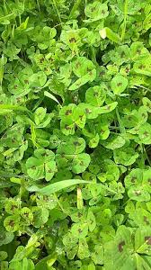 Attēlu rezultāti vaicājumam “Medicago x varia  leaf”