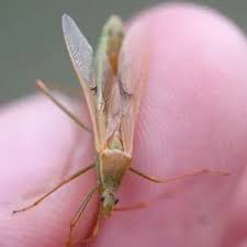 Attēlu rezultāti vaicājumam “Cribraria martinii macro”