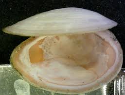 Attēlu rezultāti vaicājumam “Macoma baltica”