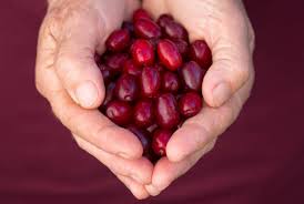 Attēlu rezultāti vaicājumam “Cornus mas fruit”