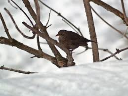 Attēlu rezultāti vaicājumam “Turdus merula female”