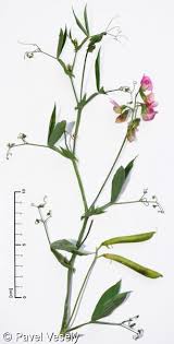 Attēlu rezultāti vaicājumam “Lathyrus sylvestris leaf”