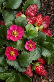 Attēlu rezultāti vaicājumam “Fragaria x ananassa flower”