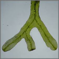 Attēlu rezultāti vaicājumam “Metzgeria furcata”