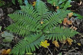 Attēlu rezultāti vaicājumam “Polystichum braunii”