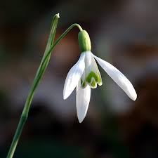 Attēlu rezultāti vaicājumam “Galanthus nivalis flower”