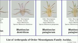 Attēlu rezultāti vaicājumam “Mesostigmata”
