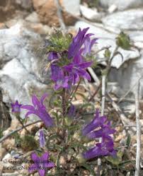 Image result for Campanula lingulata