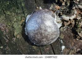 Attēlu rezultāti vaicājumam “Reticularia sp.”