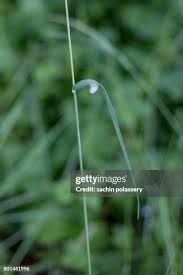 Attēlu rezultāti vaicājumam “Aphrophoridae nymph”
