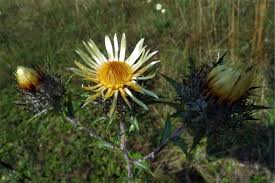 Attēlu rezultāti vaicājumam “Carlina biebersteinii”