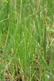 Attēlu rezultāti vaicājumam “Carex buxbaumii”