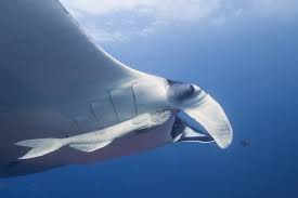 Image result for Mobula birostris