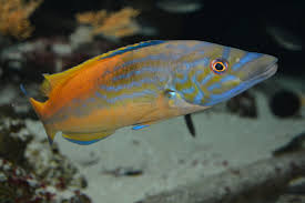 Image result for Labrus mixtus