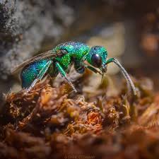 Attēlu rezultāti vaicājumam “Chrysididae”