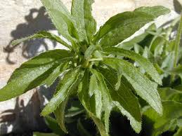 Attēlu rezultāti vaicājumam “Rudbeckia hirta var. hirta leaf”