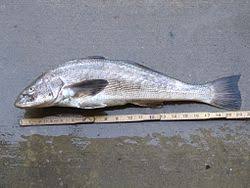 Image result for Menticirrhus littoralis