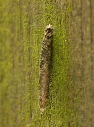 Attēlu rezultāti vaicājumam “Taleporia tubulosa”