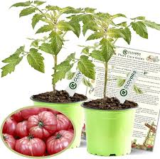 Afbeeldingsresultaat voor caspian pink tomato