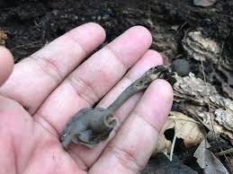 Attēlu rezultāti vaicājumam “Helvella atra”