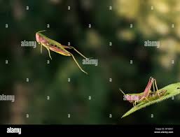 Attēlu rezultāti vaicājumam “Chortippus sp.”