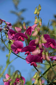 Attēlu rezultāti vaicājumam “Lathyrus latifolius flower”